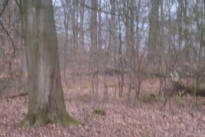 Framed Print : Deciduous forest, blurred, long exposure