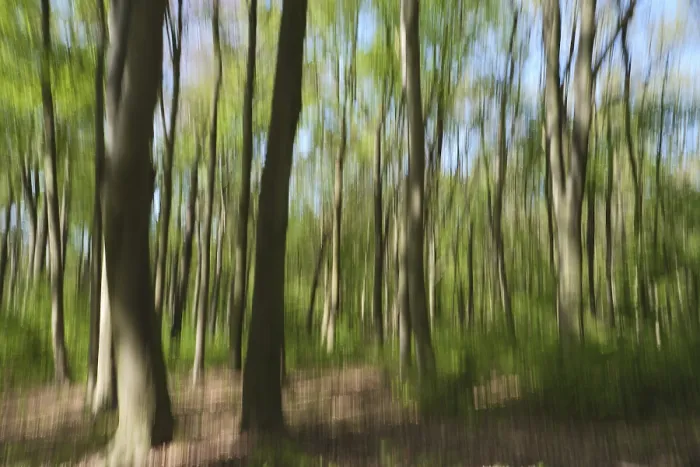 Framed Print : Deciduous forest with copper beech (Fagus silvatica)
