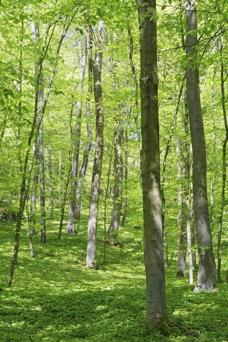 Framed Print : Deciduous forest with copper beech (Fagus silvatica)