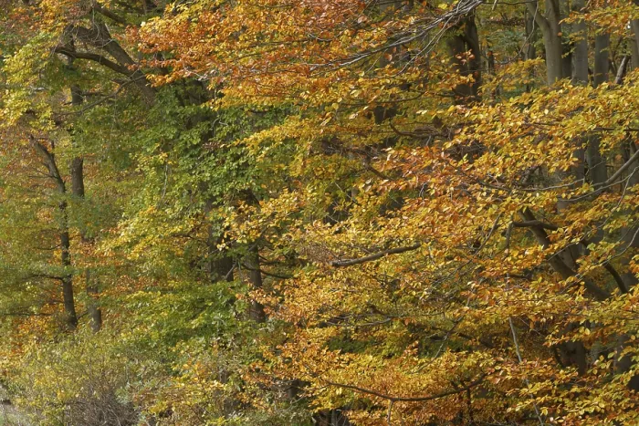 Framed Print : Deciduous forest with copper beeches (Fagus silvatica) in autumn Framed Print : Deciduous forest with copper beeches (Fagus silvatica) in autumn