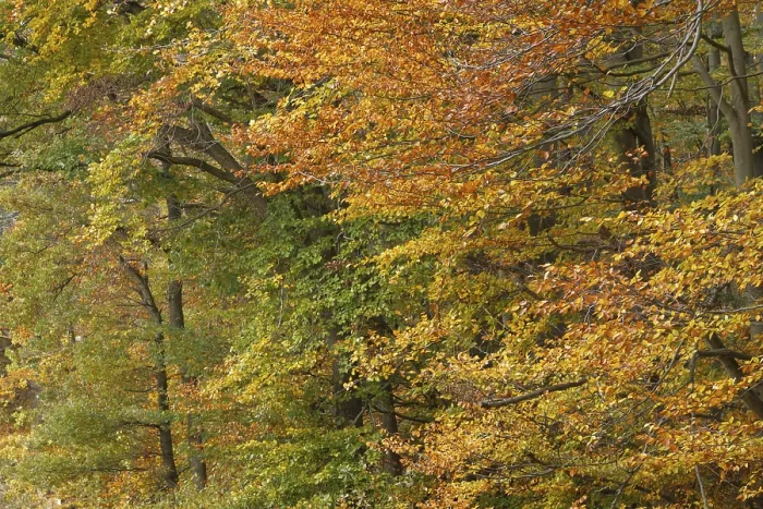 Framed Print : Deciduous forest with copper beeches (Fagus silvatica) in autumn