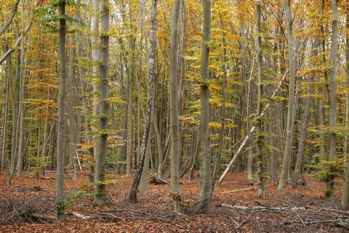 Framed Print : Deciduous forest with copper beeches (Fagus silvatica) in autumn