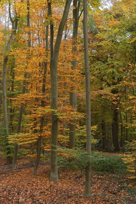 Framed Print : Deciduous forest with copper beeches (Fagus silvatica) in autumn