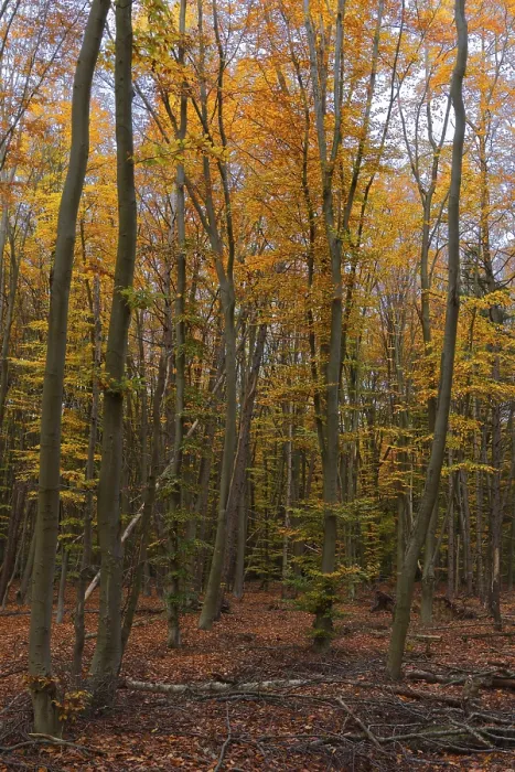 Framed Print : Deciduous forest with copper beeches (Fagus silvatica) in autumn
