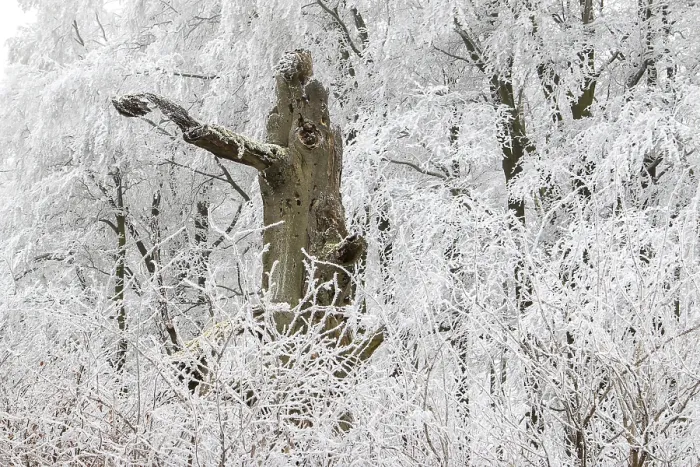 Framed Print : Deciduous forest covered with snow Framed Print : Deciduous forest covered with snow