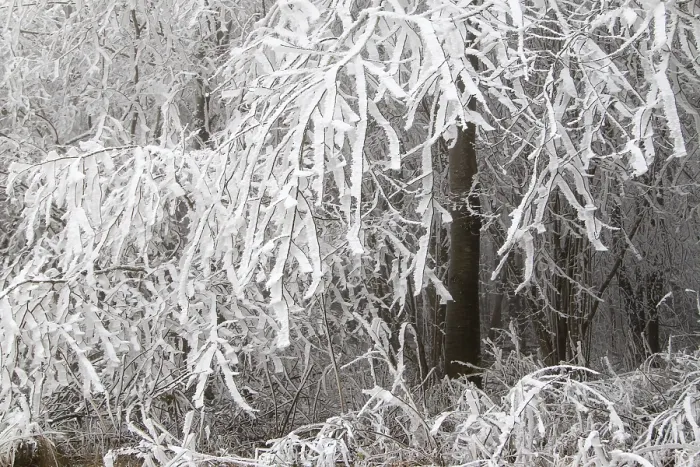 Framed Print : Deciduous forest covered with snow