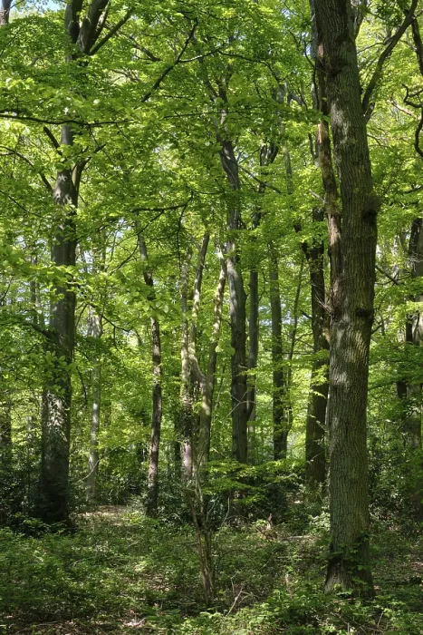 Framed Print : Deciduous forest with English oaks (Quercus robur)