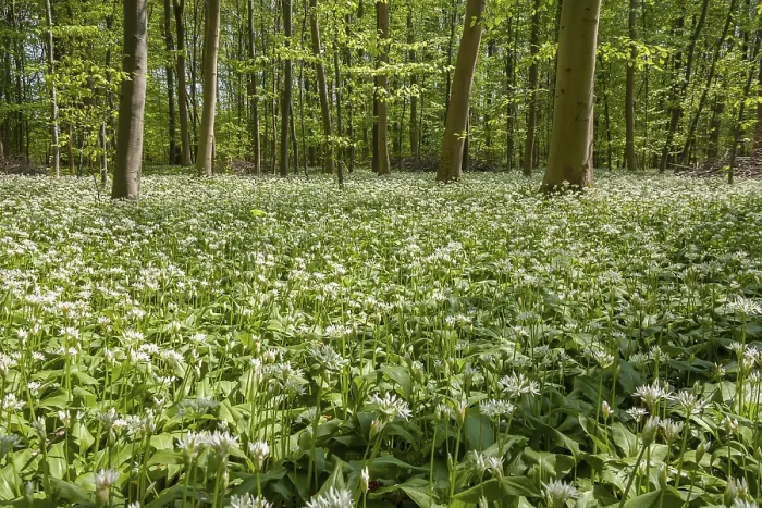 Framed Print : Deciduous forest with flowering ramsons (Allium ursinum)