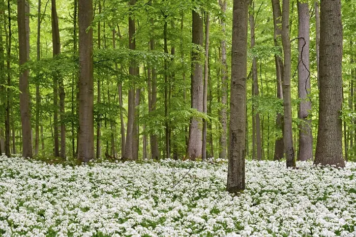 Framed Print : Deciduous forest with flowering wild garlic (Allium ursinum) Framed Print : Deciduous forest with flowering wild garlic (Allium ursinum)