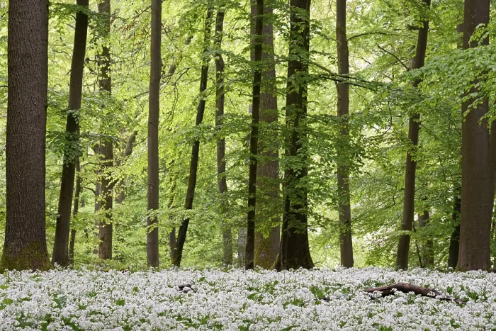 Framed Print : Deciduous forest with flowering wild garlic (Allium ursinum)