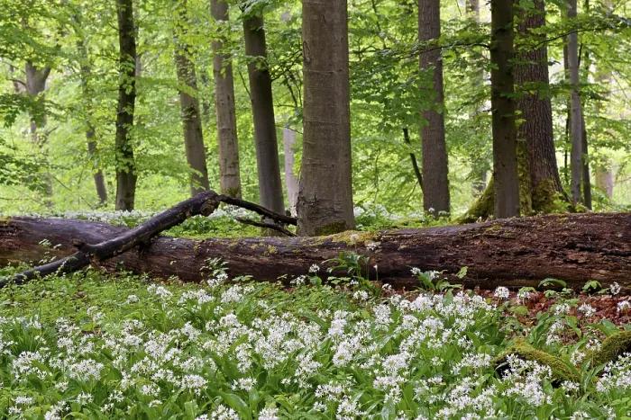 Framed Print : Deciduous forest with flowering wild garlic (Allium ursinum)