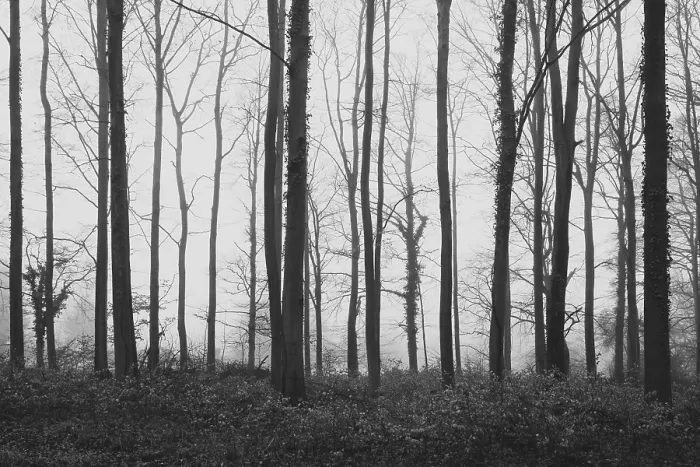 Framed Print : Deciduous forest in the fog, beech forest Framed Print : Deciduous forest in the fog, beech forest