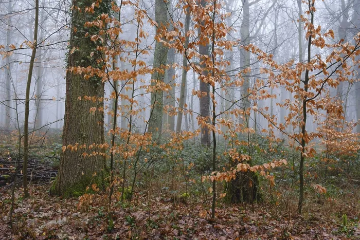 Framed Print : Deciduous forest in the fog, North Rhine-Westphalia Framed Print : Deciduous forest in the fog, North Rhine-Westphalia