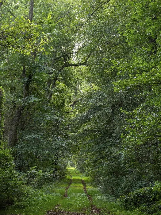 Framed Print : Deciduous forest and hiking trail in the Spreewald biosphere reserve