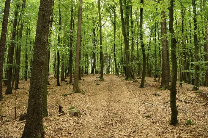 Framed Print : Deciduous forest with light-coloured path Framed Print : Deciduous forest with light-coloured path