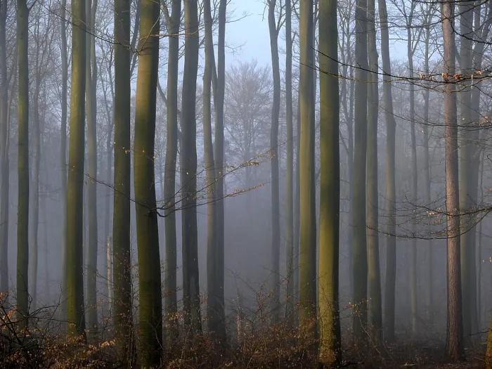 Framed Print : Deciduous forest in the mist