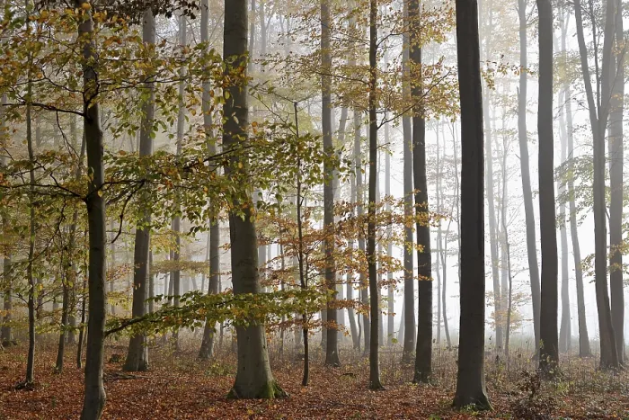 Framed Print : Deciduous forest in morning mist Framed Print : Deciduous forest in morning mist