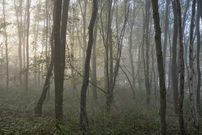 Framed Print : Deciduous forest, morning sun penetrates the fog