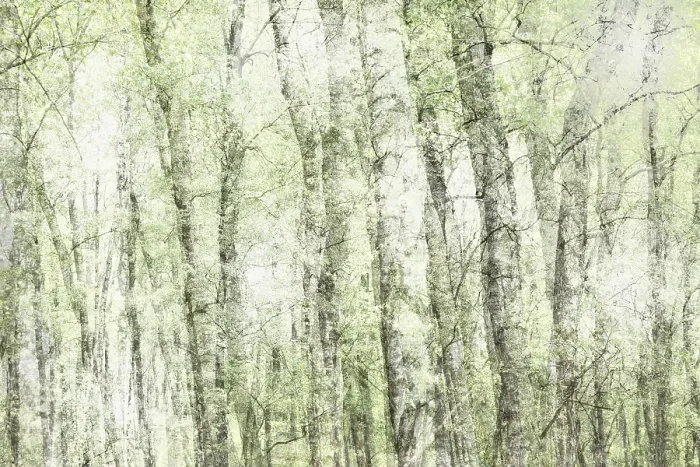 Framed Print : Deciduous forest, multiple exposure Framed Print : Deciduous forest, multiple exposure