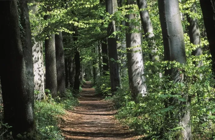 Framed Print : Deciduous forest path Germany Framed Print : Deciduous forest path Germany