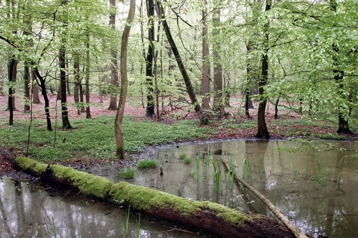 Framed Print : Deciduous forest and pond in spring Framed Print : Deciduous forest and pond in spring