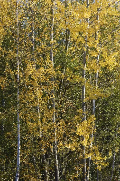 Framed Print : Deciduous forest with sand birch (Betula pendula) in autumn