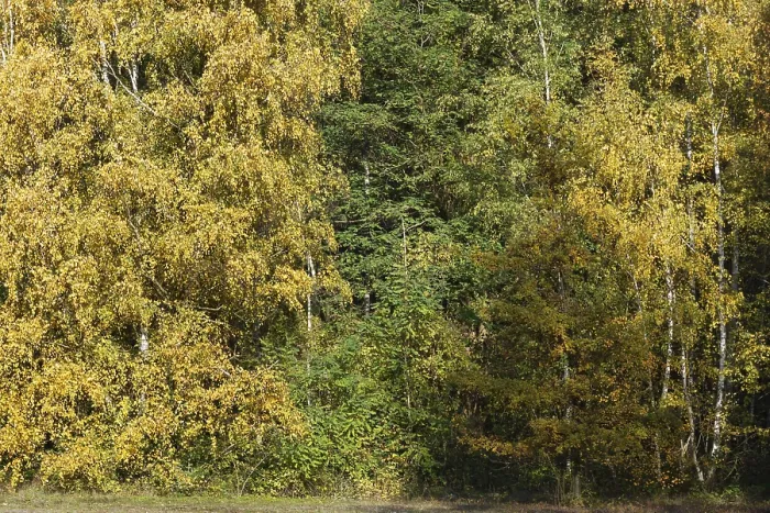Framed Print : Deciduous forest with sand birch (Betula pendula) in autumn