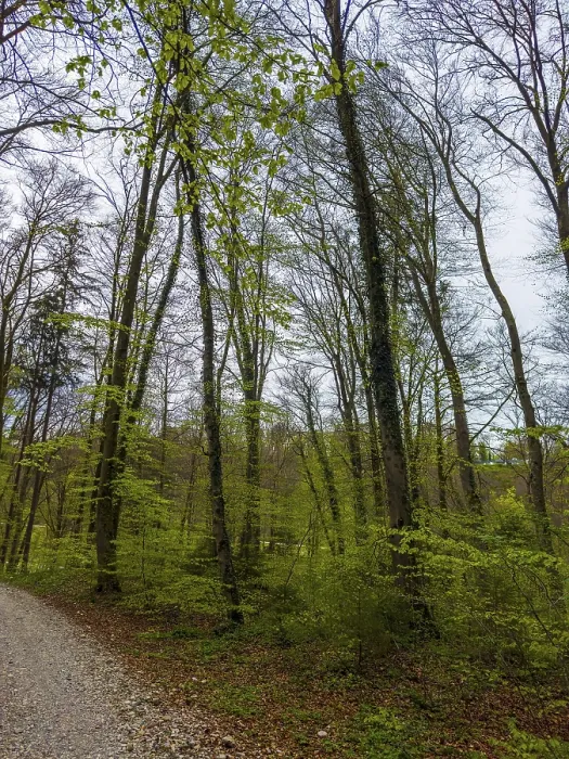 Framed Print : Deciduous forest in spring