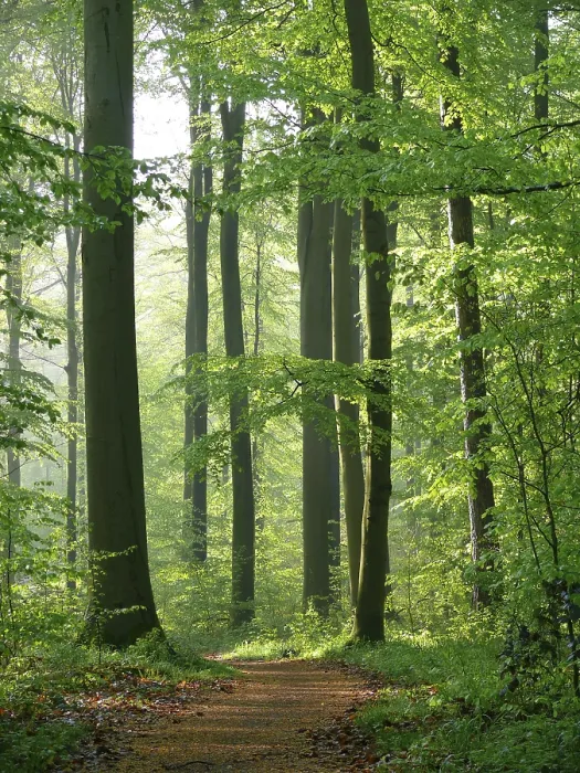 Framed Print : Deciduous forest in spring