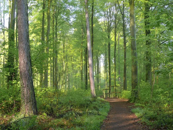Framed Print : Deciduous forest in spring
