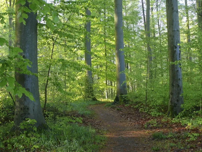Framed Print : Deciduous forest in spring