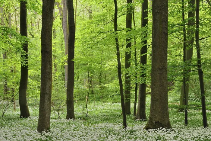 Framed Print : Deciduous forest in spring, blooming wild garlic (Allium ursinum)