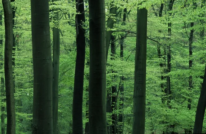 Framed Print : Deciduous forest in spring (Europe) (detail) (green) (landscape) (horizontal)