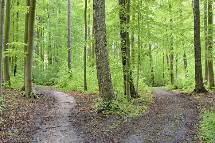 Framed Print : Deciduous forest in spring, hiking trail fork