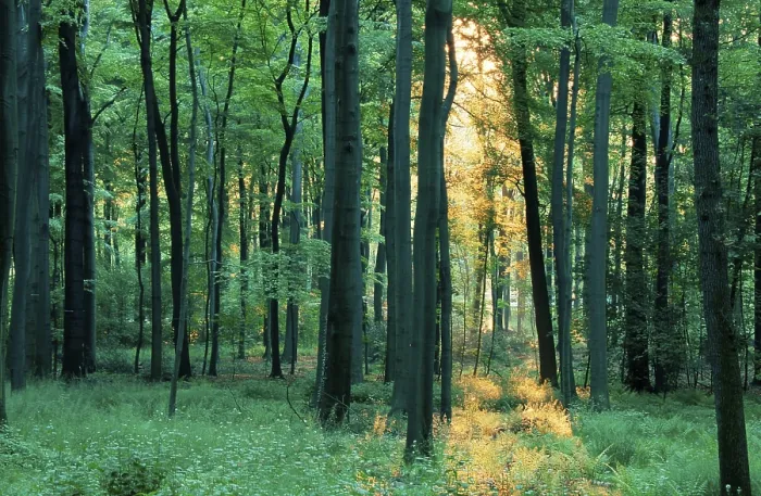 Framed Print : Deciduous forest on a spring morning (Europe) (backlight) (landscapes) (landscape) (horizontal)