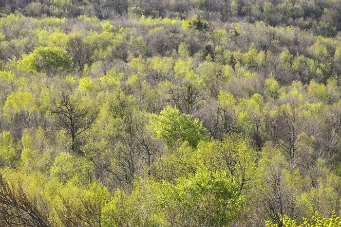 Framed Print : Deciduous forest in spring, view from the Buchkogelwarte at Buchkogel Framed Print : Deciduous forest in spring, view from the Buchkogelwarte at Buchkogel