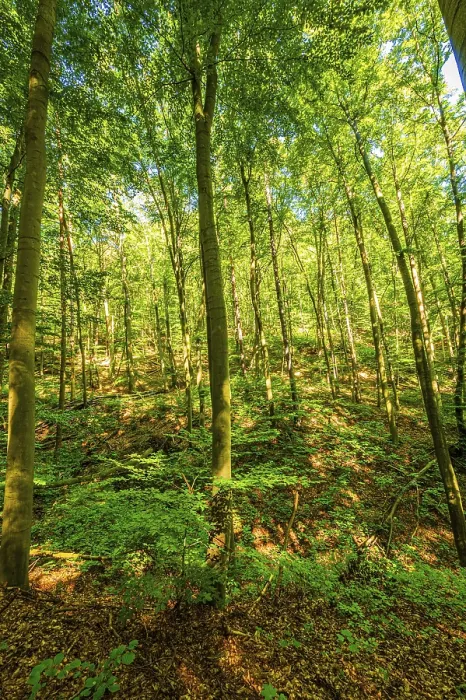 Framed Print : Deciduous forest in summer, Jena