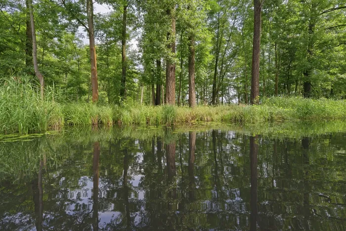 Framed Print : Deciduous forest on the water, Spreewald Framed Print : Deciduous forest on the water, Spreewald