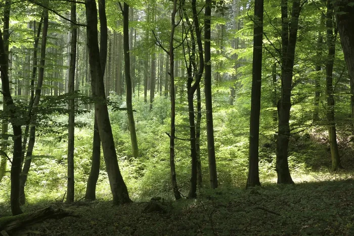 Framed Print : Deciduous forest in Westerwald