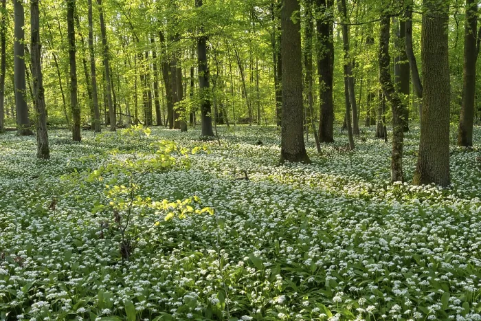Framed Print : A deciduous forest with white flowering ramson (Allium ursinum) in spring in the evening sun Framed Print : A deciduous forest with white flowering ramson (Allium ursinum) in spring in the evening sun