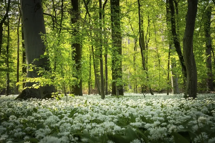 Framed Print : A deciduous forest with white flowering ramson (Allium ursinum) in spring in the evening sun Framed Print : A deciduous forest with white flowering ramson (Allium ursinum) in spring in the evening sun