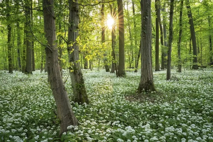 Framed Print : A deciduous forest with white flowering ramson (Allium ursinum) in spring in the evening sun with a sun star
