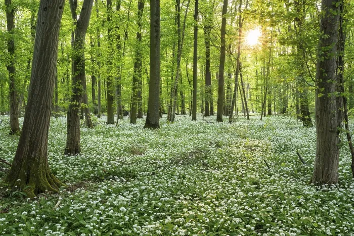Framed Print : A deciduous forest with white flowering ramson (Allium ursinum) in spring in the evening sun with a sun star