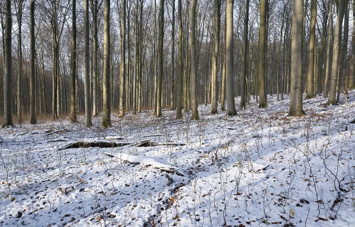 Framed Print : Deciduous forest in winter, snow