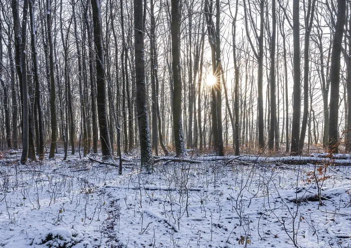 Framed Print : Deciduous forest in winter, snow Framed Print : Deciduous forest in winter, snow