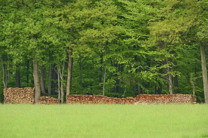 Framed Print : Deciduous forest, wood pile, spring Framed Print : Deciduous forest, wood pile, spring