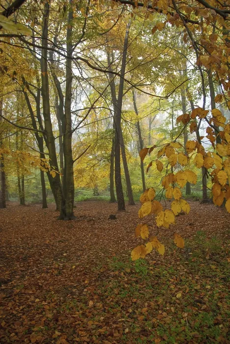 Framed Print : Deciduous forest with yellow autumn leaves on trees and on the ground Framed Print : Deciduous forest with yellow autumn leaves on trees and on the ground