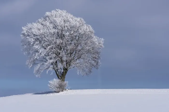 Framed Print : Deciduous tree with hoarfrost and snow, winter landscape in Bautzen, Saxony, Germany, Europe Framed Print : Deciduous tree with hoarfrost and snow, winter landscape in Bautzen, Saxony, Germany, Europe