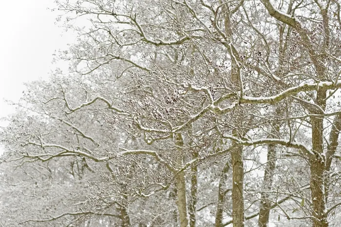 Framed Print : Deciduous trees, alders (Alnus) covered with snow Framed Print : Deciduous trees, alders (Alnus) covered with snow