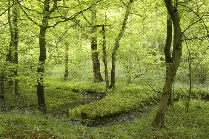 Framed Print : Deciduous woodland habitat with stream